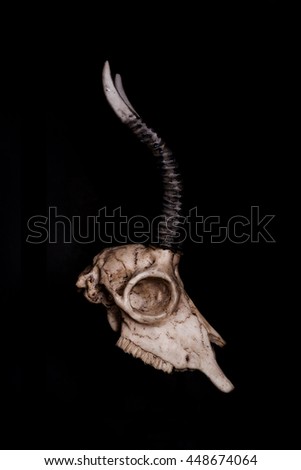 Low key, Skull of goat on black background, side view