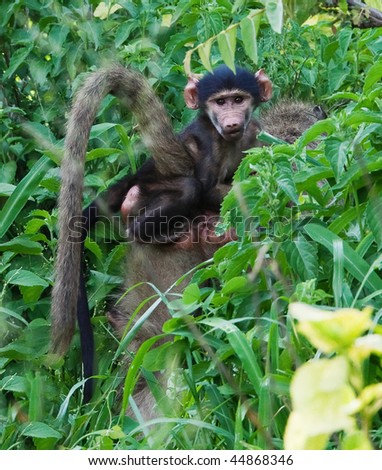 Botswana, Okavango delta, Chobe, baby baboon carried in the back by the mother