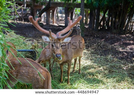 Deer in zoo