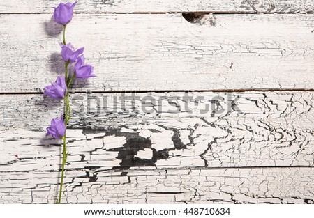 Bluebell flower on white wooden background. Beautiful bluebell represented on left of picture.