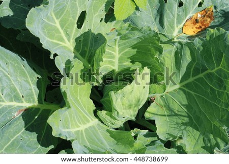 Cabbage in summer garden background