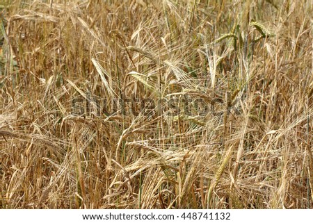 lot of ears of corn growing in a field in summer / good harvest ripening in the field