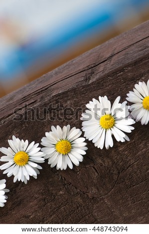 Daisies in a line on dark wooden plank; Spring greetings; Decoration with meadow flowers
