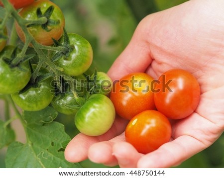 Mini tomatoes and young women of the hands of the home garden