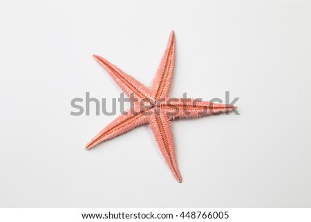 Red starfish or sea star on white background, top view Royalty-Free Stock Photo #448766005