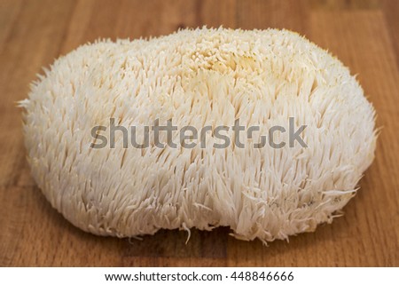 Whole lion's mane / bearded tooth / pom pom / hedgehog mushroom  Royalty-Free Stock Photo #448846666