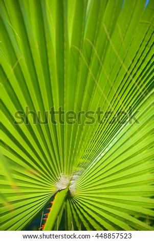 Palm leafs with radial pattern