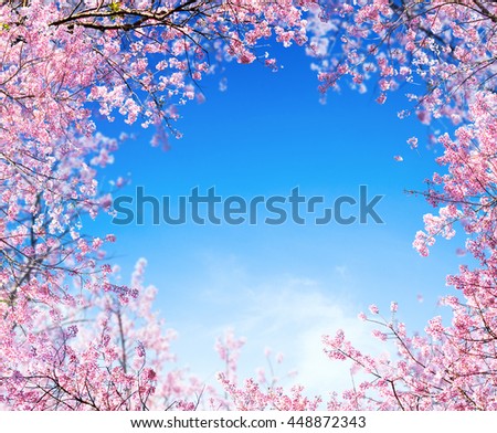 Branch of Pink cherry flower are blooming. Himalayan Cherry (Prunus cerasoides)