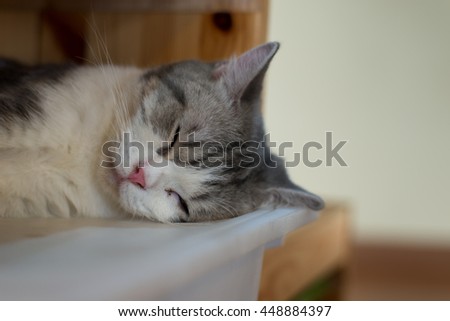 Cute kitty cat falling asleep