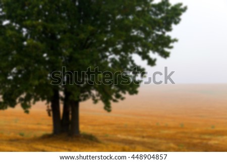  one tree growing in the field, photographed close up in the fog, autumn, Defocus