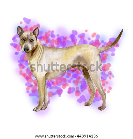 Watercolor closeup portrait of cute Thai Ridgeback breed dog isolated on abstract background. Smooth shorthair large hunting dog posing at dog show. Hand drawn home pet. Greeting card design clip art