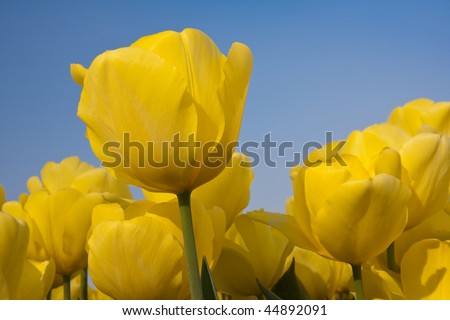 Beautiful yellow tulips of the Netherlands  looking towards the blue sky