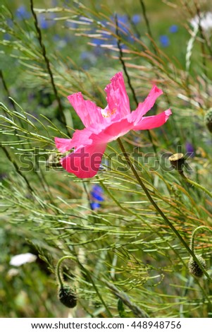 Pink Poppy in Full Bloom in Wildflower Field
