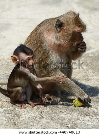 Monkey is sitting with it's baby
