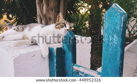 Cute cat outdoors. AmorgÃ³s island, Greece