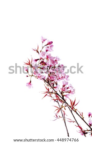 cherry blossom or sakura blossom on white.