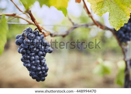 Close up of ripe bunch of red grapes on vine, Kelowna, British Columbia, Canada