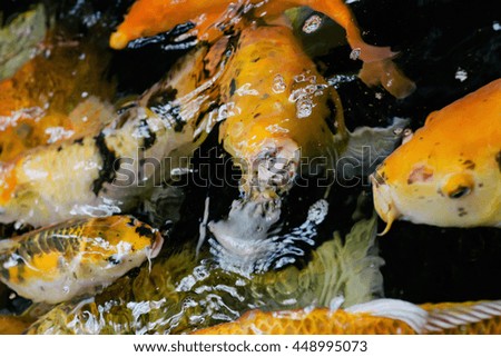 Gold fish swimming in the pond