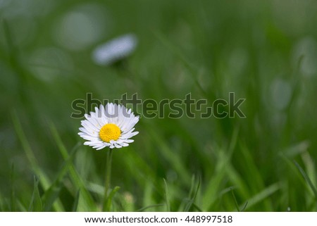 Daisies in the grass of a field.