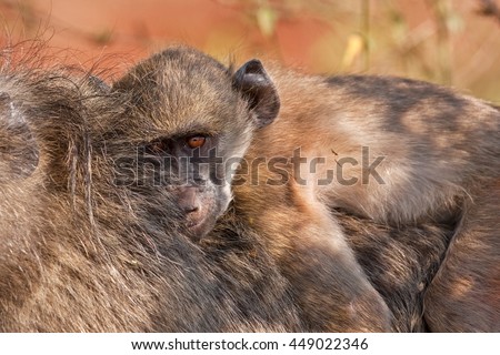 chacma baboon, papio ursinus, Kruger national park, South Africa