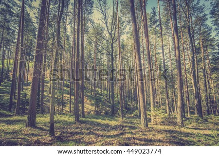 Picture of pine forest, vintage photo taken in Poland in autumn, landscape