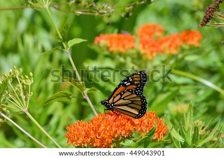 Monarch Butterfly Royalty-Free Stock Photo #449043901