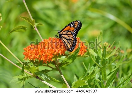 Monarch Butterfly Royalty-Free Stock Photo #449043907