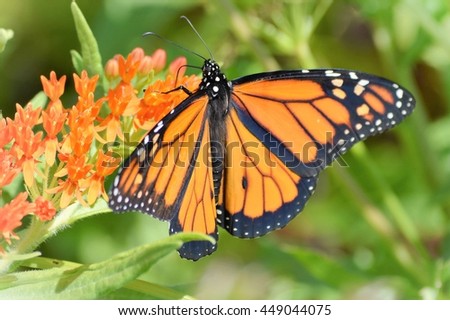 Monarch Butterfly Royalty-Free Stock Photo #449044075