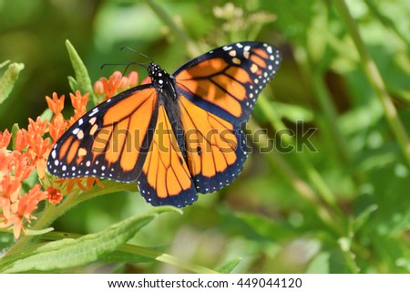 Monarch Butterfly Royalty-Free Stock Photo #449044120