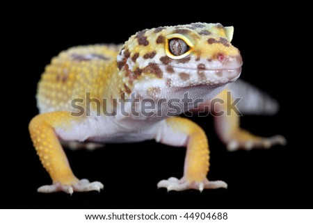 a picture of a little and beautiful leopard gecko