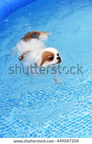 Cute Dog swimming in training pool