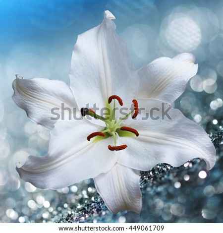 White lily flower on background with bokeh effects.