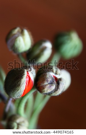 Beautiful poppy flower buds opening to reveal flowers