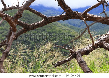 Mountain View at Through tree branches,  this photo was taken at Thailand, Shallow depth of field, Selective focus.