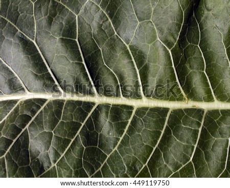 Abstract green leaf texture. Backgrounad and texture.