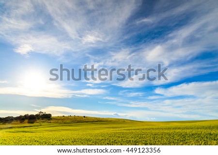 Green wheat field in Barossa Valley, South Australia