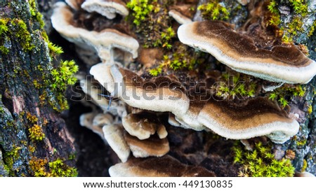 the old large dark gray stump grow moss green and fluffy brown and white mushrooms parasites brown shades, close-up,  crawling slug next growing  fungus parasite
