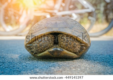 turtle hiding in shell in front of cyclers on the road
