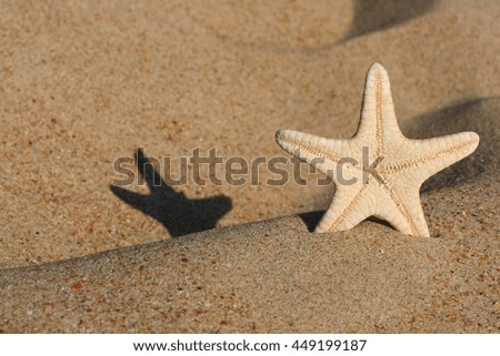 Starfish on sand beach