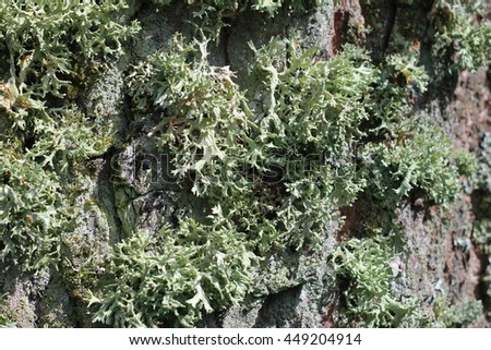 Lichen on the tree bark