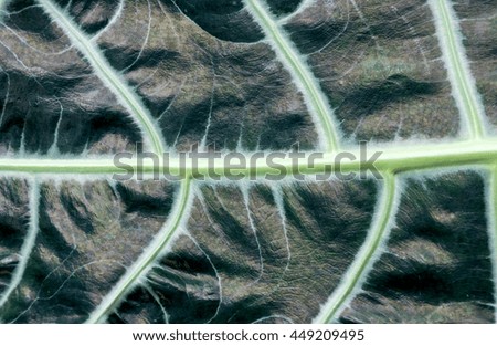 close-up of green leaf for a background.