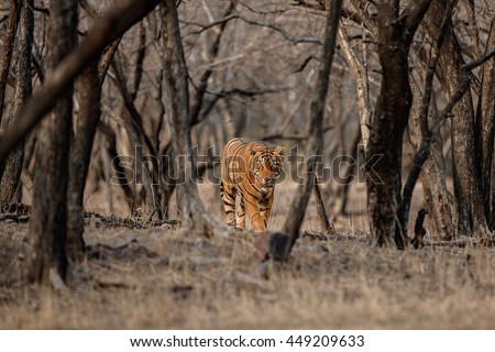 Tiger male walks in the magical dry forest face to face with photographer/wild animal in the nature habitat/India