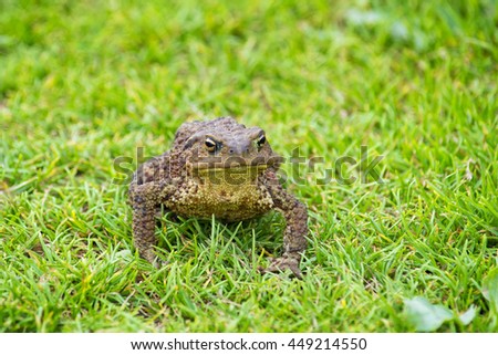 Gray toad stays with haughty face expression. Front view.