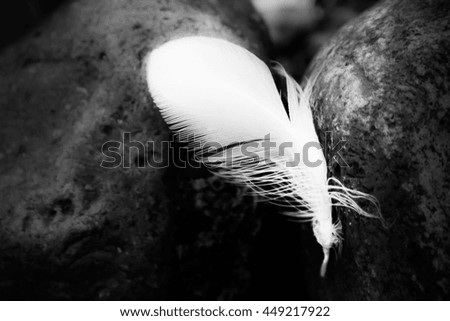 black and white feather at the beach