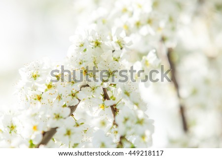 Flowering plum trees in spring