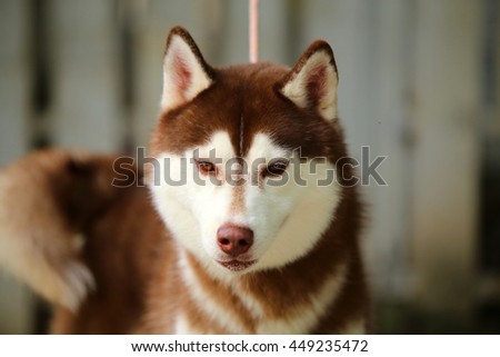 Siberian husky dog copper and white colors on leash portrait, dog portrait