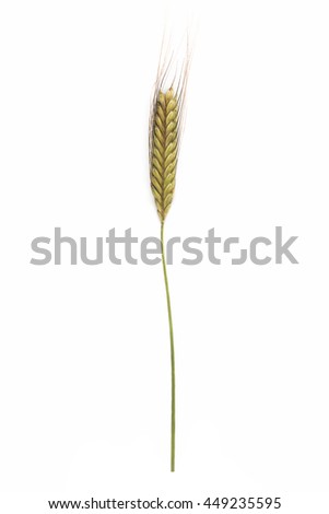Triticum monococcum Einkorn ear grain on white background Royalty-Free Stock Photo #449235595