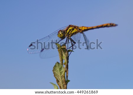 dragonfly in summer