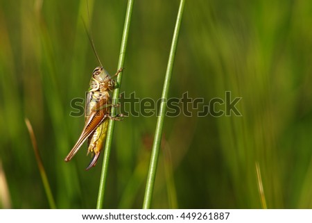 little Meadow Grasshopper