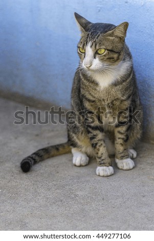 Brown cat sitting on the blue background